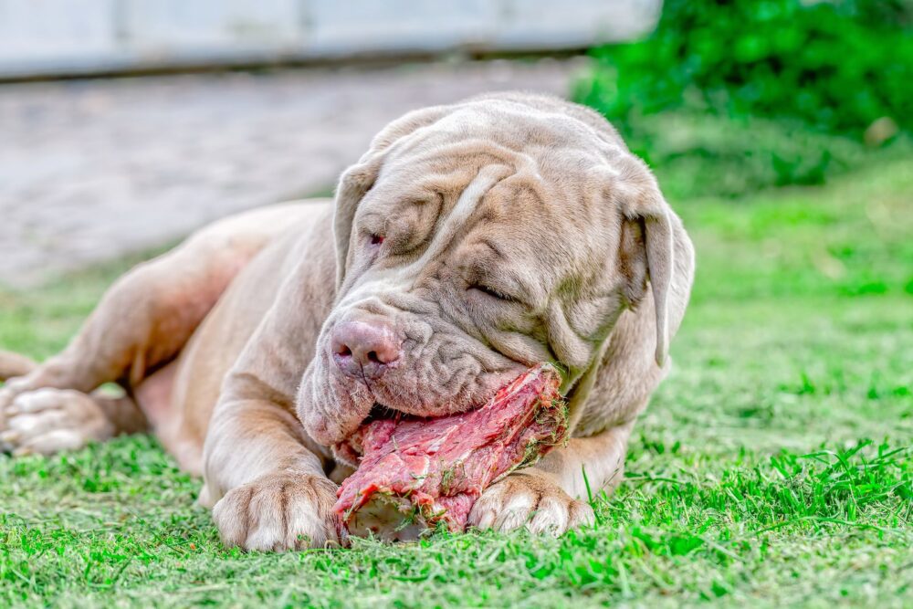 dieta BARF para mascotas