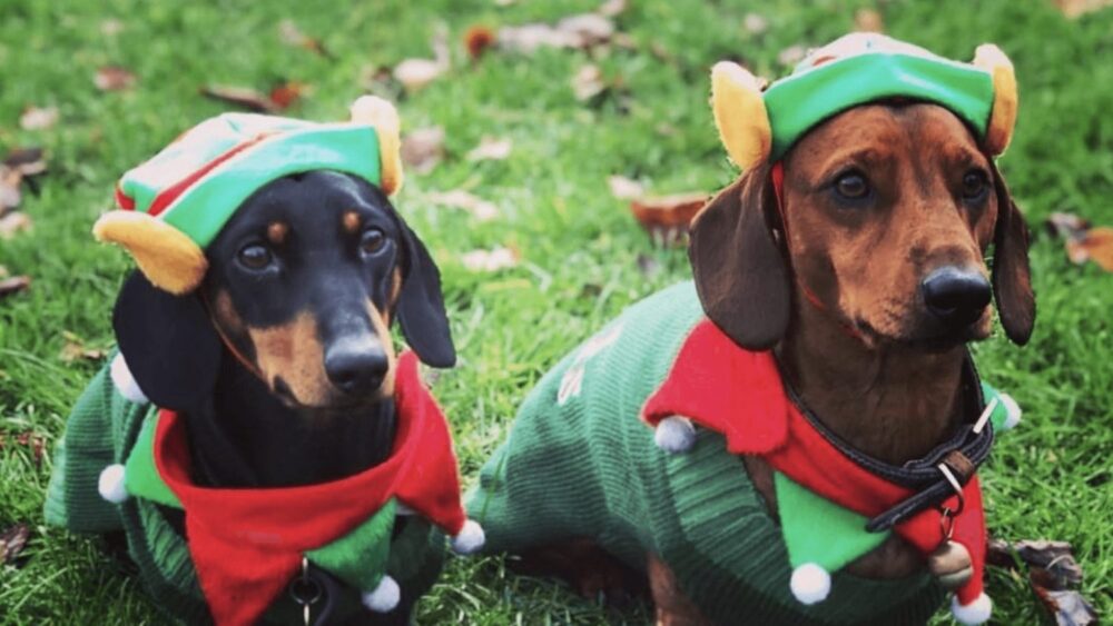 Costumes de Noël pour animaux de compagnie