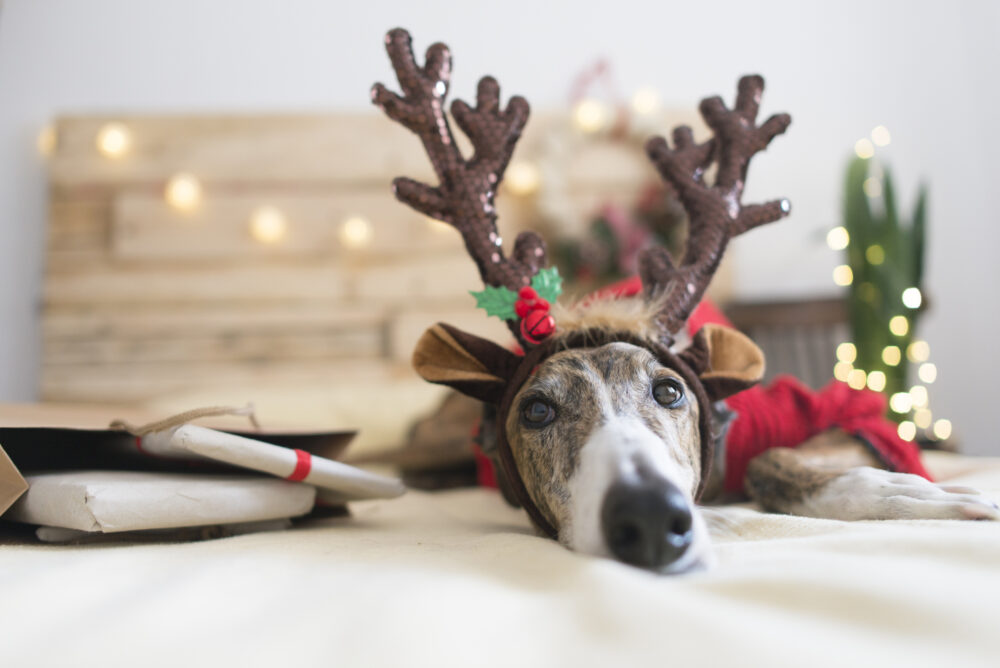 disfraces de navidad para mascotas