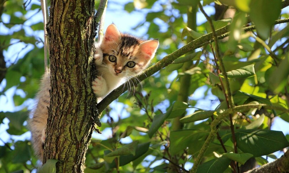 El sol para los gatos