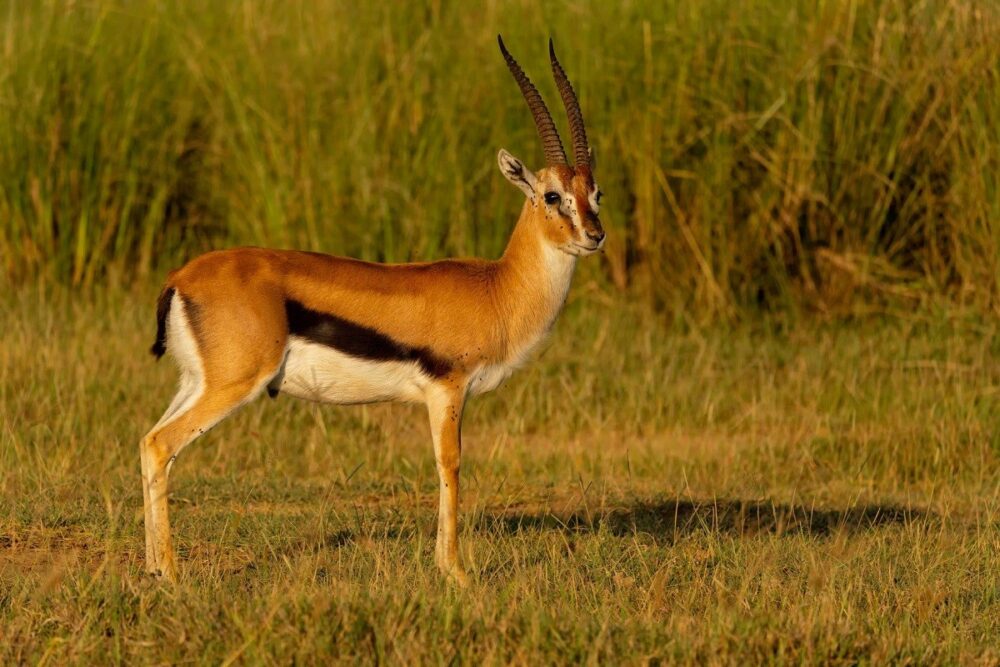 Gazelle