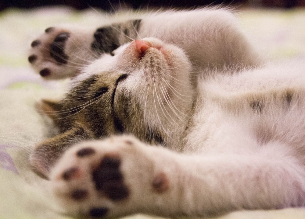 Les chats sont très indépendants, mais ils nécessitent beaucoup de soins.