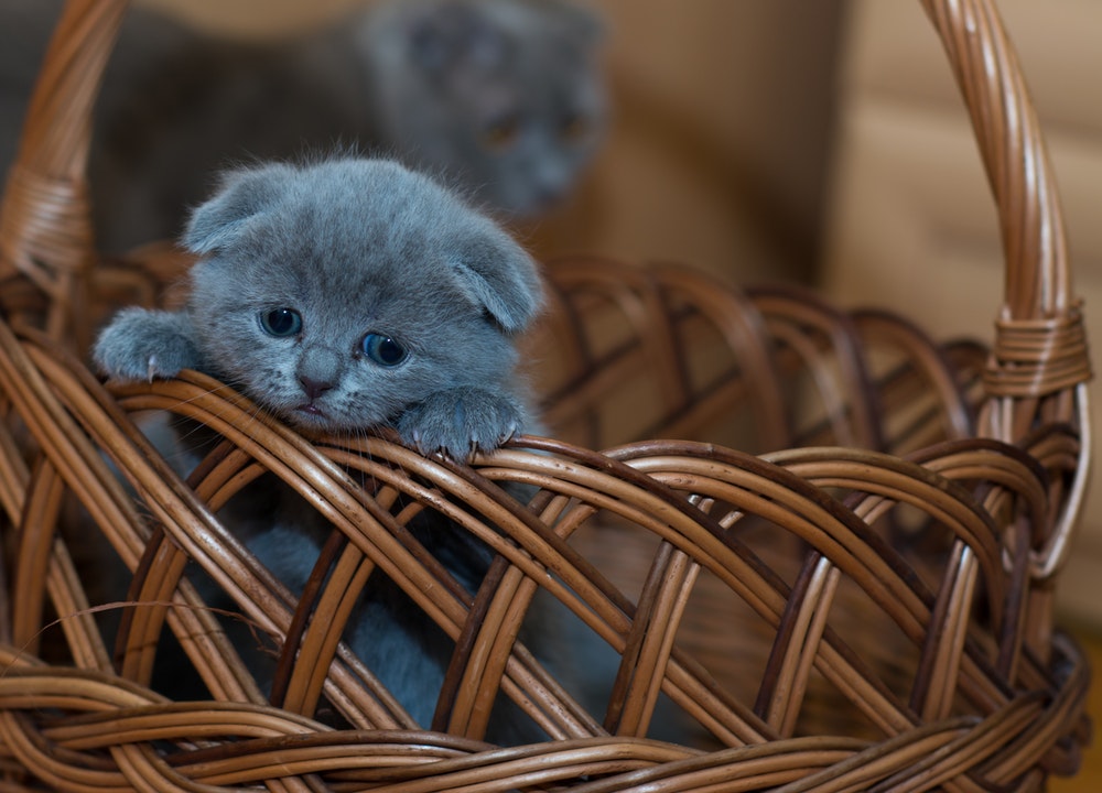 Pour adopter un chat à Madrid, vous devez remplir une série de conditions.