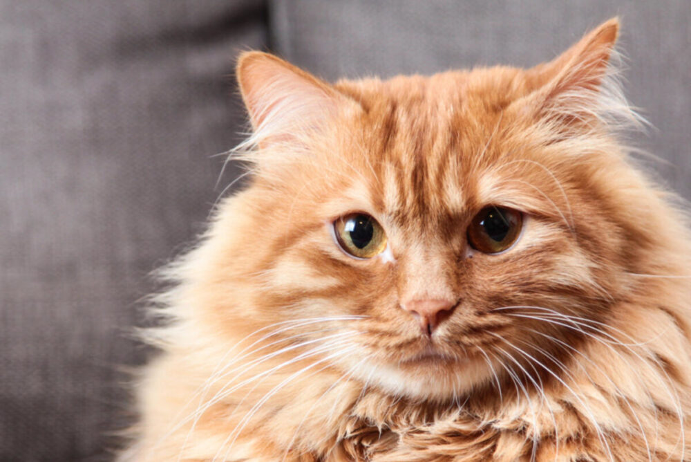 adoptar un gato en Valladolid