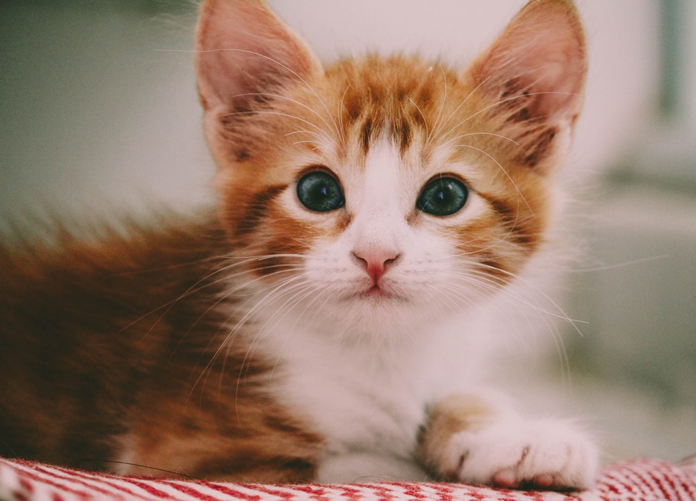 Avoir un chat à la maison nécessite des soins particuliers.