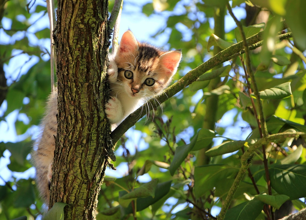 Quand ils sont chatons, ils apprennent et mémorisent beaucoup de choses
