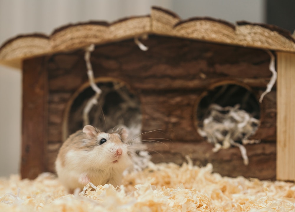 Voici comment retrouver un hamster perdu.