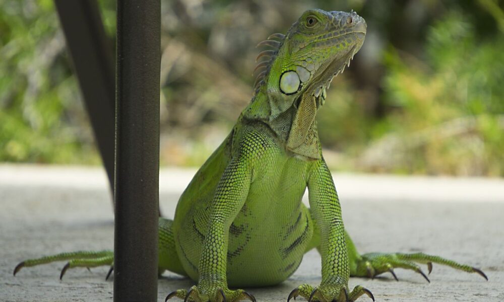 Iguana como mascota