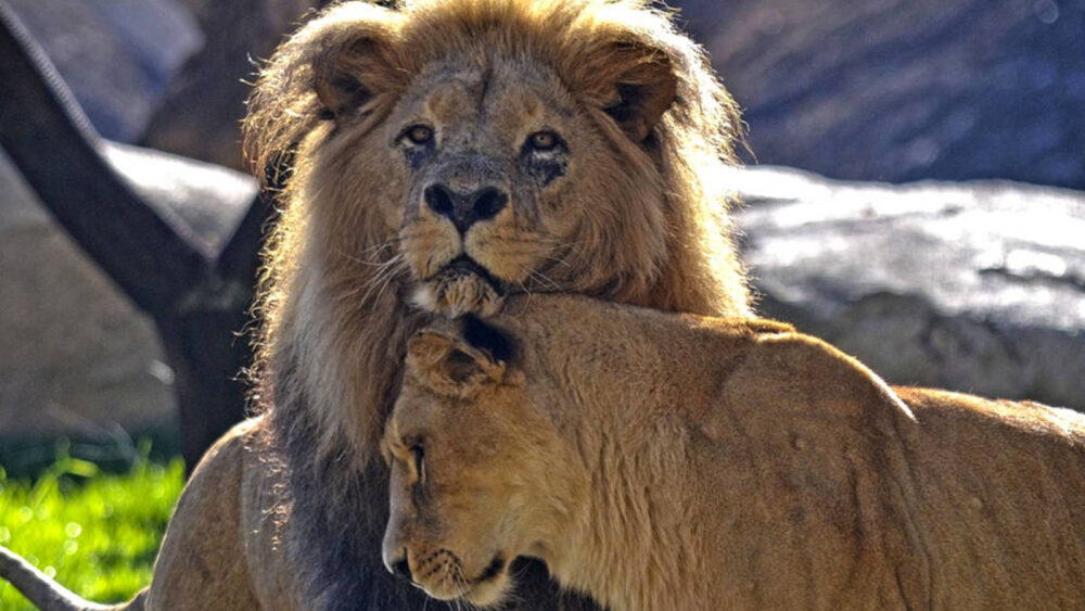 Lion