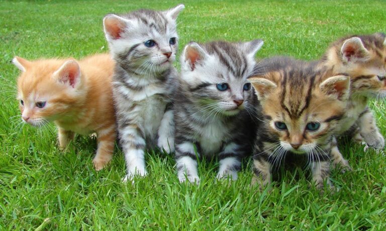 Los gatos tienen memoria, una muy buena