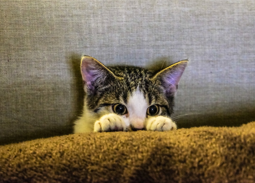 Le cerveau des félins est similaire à celui des humains, c'est pourquoi les chats ont de la mémoire.