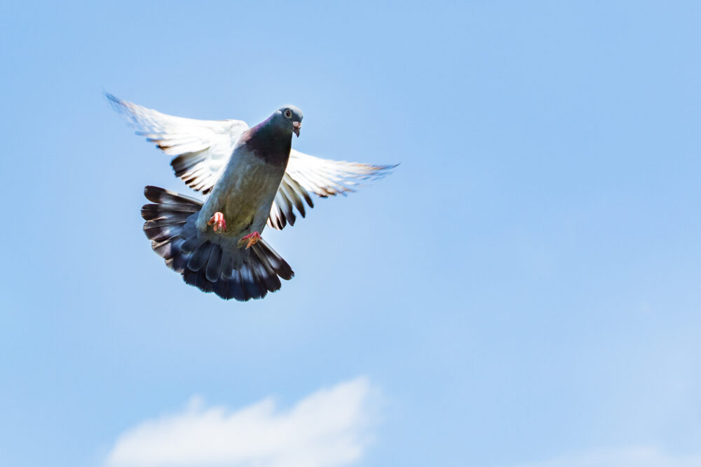 descubre cómo se orientaban las palomas mensajeras