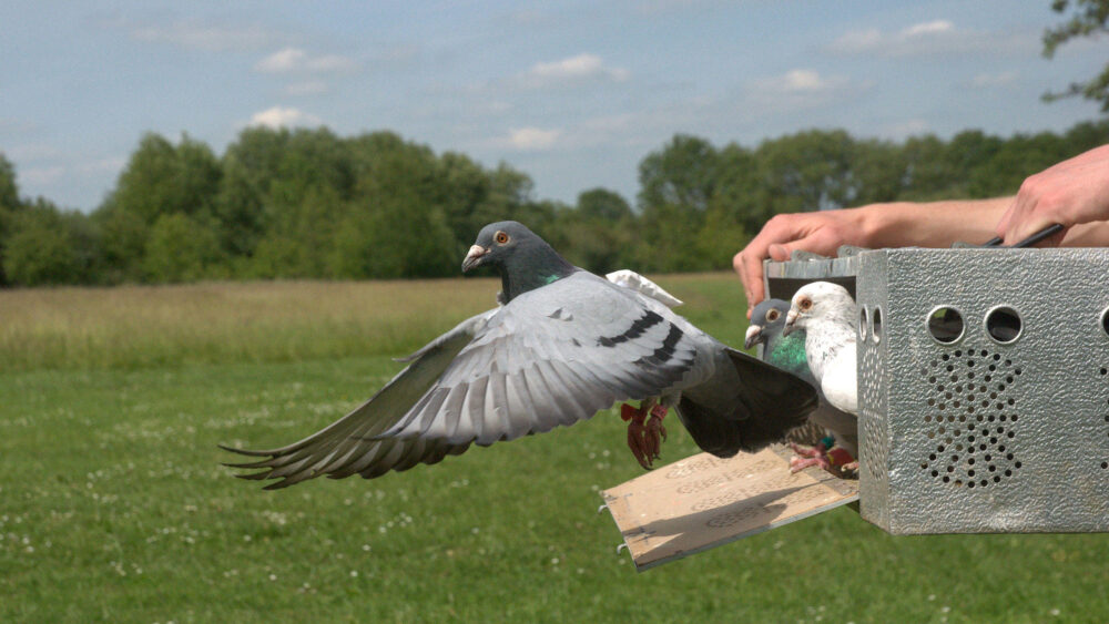 comment les pigeons voyageurs naviguaient