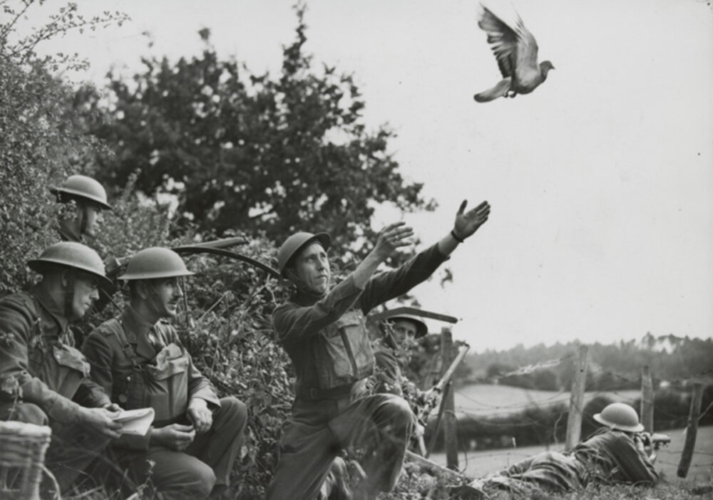 pigeons voyageurs dans l'armée