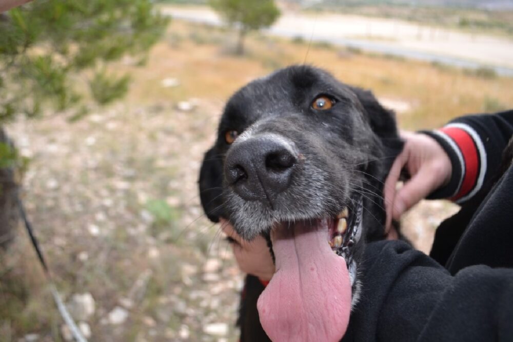 Rambla está disponible, si buscasadoptar un perro en Murcia