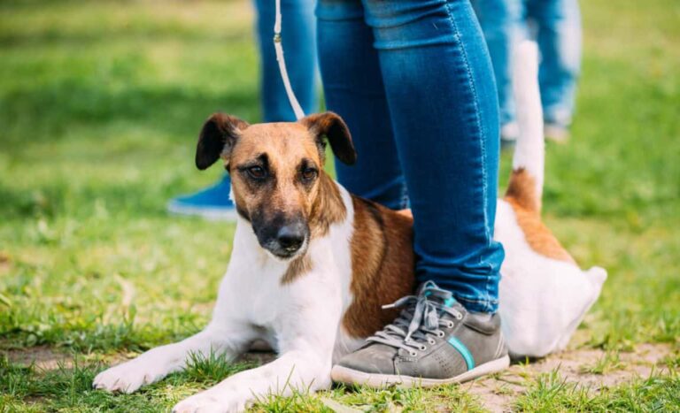 le chien est assis sur ses pieds