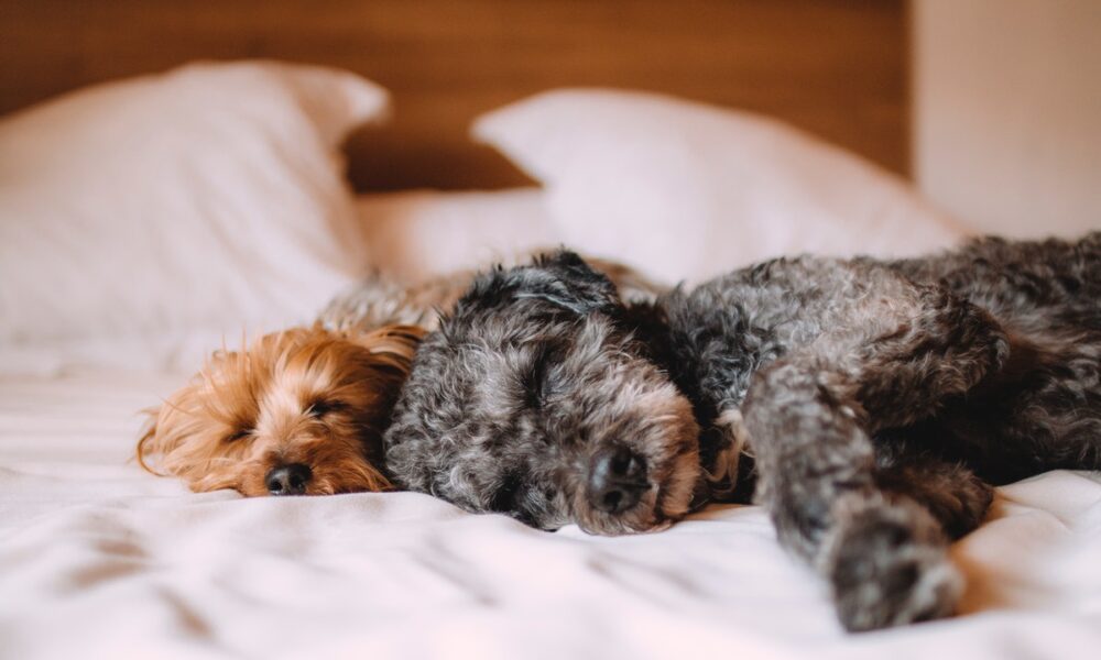 ¿Sabes qué sueñan los perros?