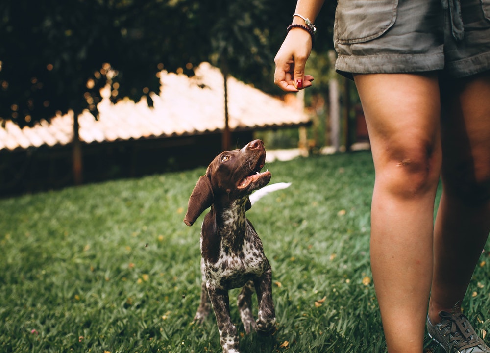Un perro se sienta en los pies de su humano para estar cerca de él