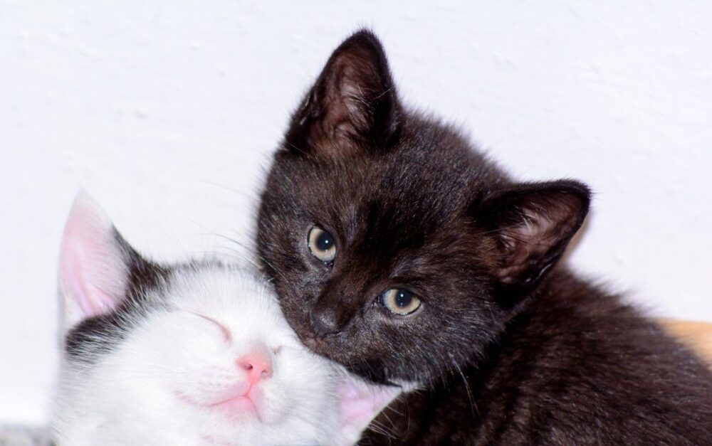 adoptar un gato en lugo