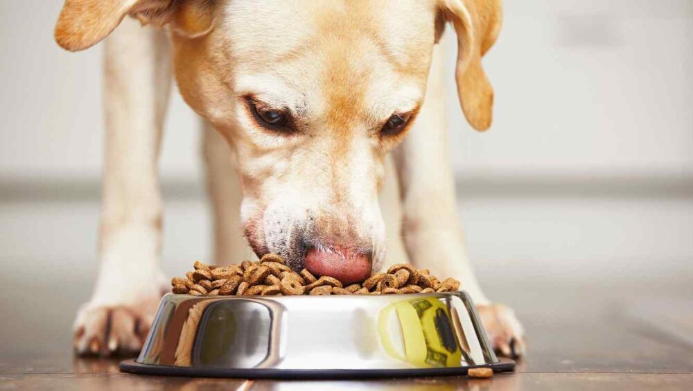 administrer de la mélatonine aux chiens