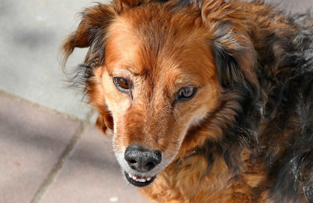 Adoptar un perro en Cuenca