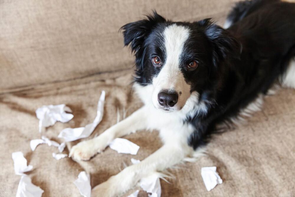 l'anxiété chez les chiens