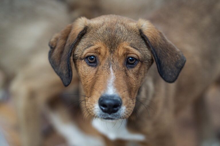 l'anxiété de séparation chez les animaux