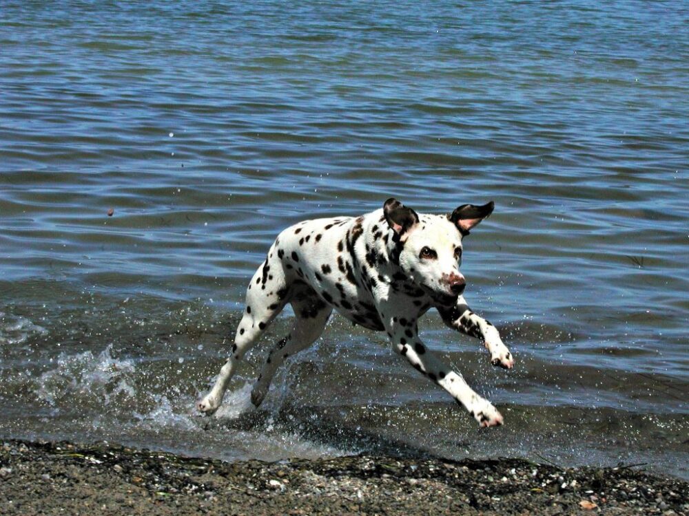 Caractère du chien dalmatien