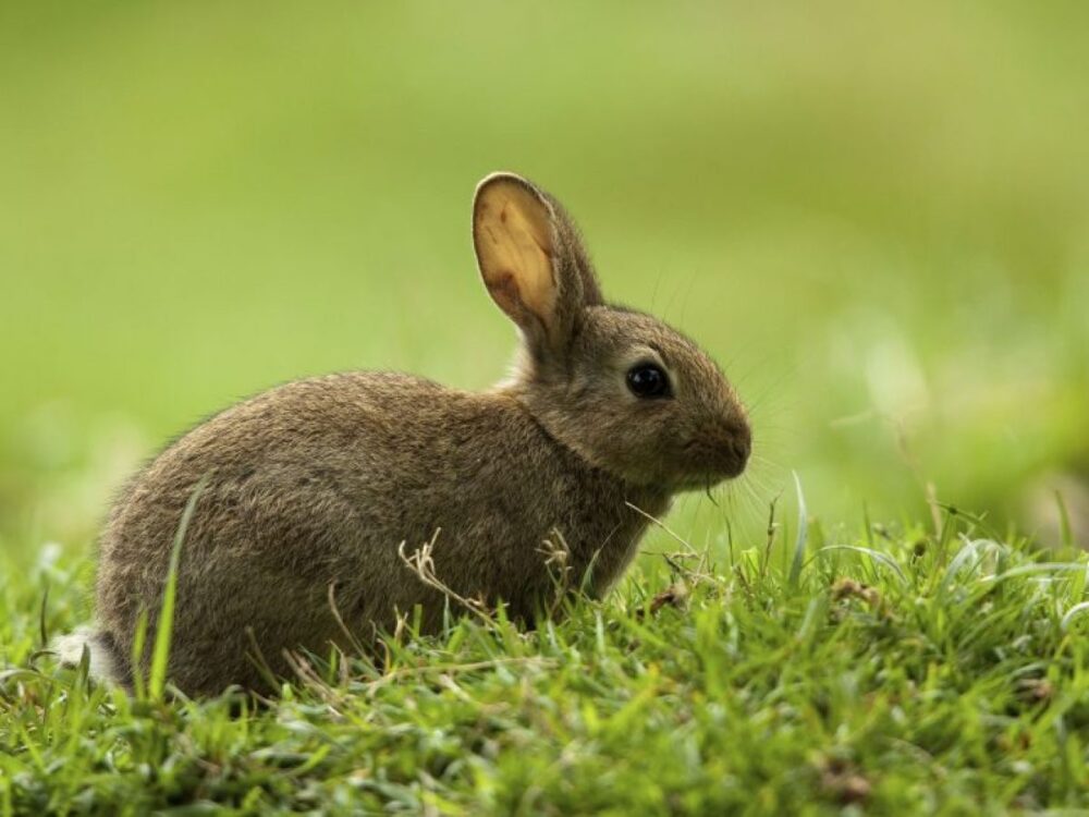 les animaux les plus calmes du monde