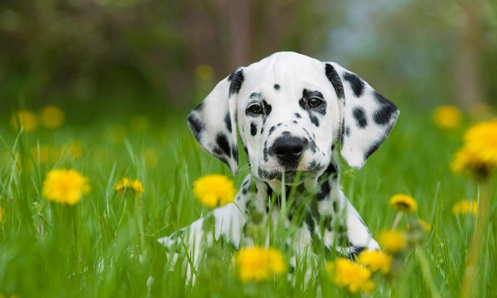 cuidados perro dálmata