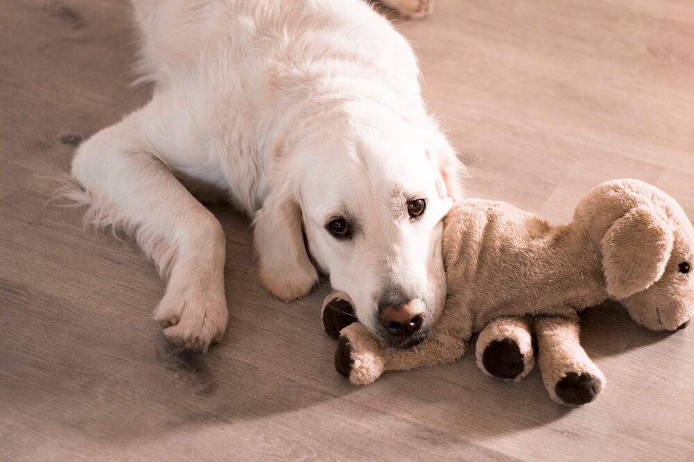 dosage de mélatonine pour chiens