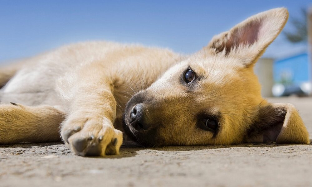 melatonina para perros