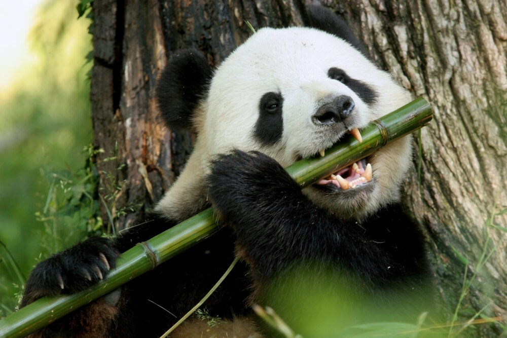 Les pandas