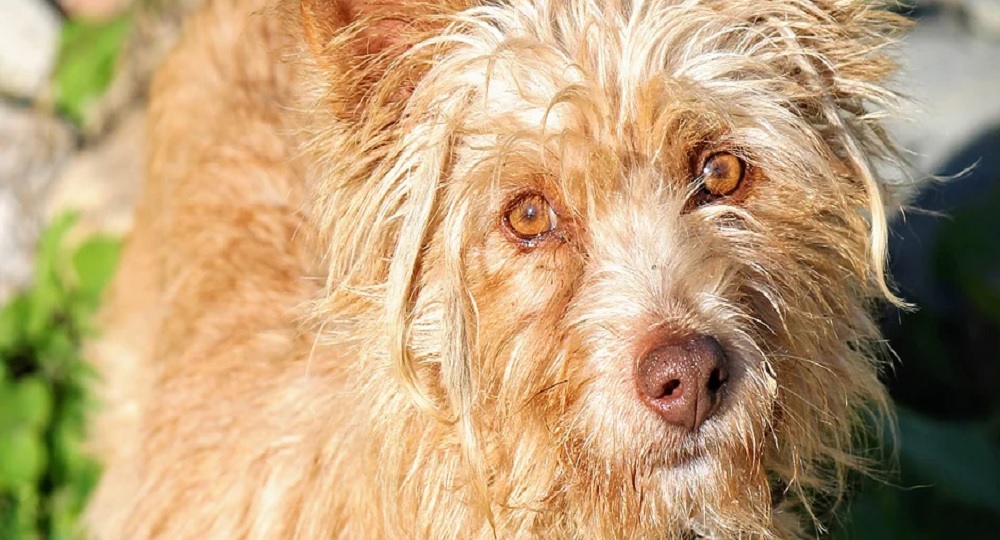 Patitas Sin Rumbo est l'un des refuges où vous pouvez adopter un chien en Estrémadure.