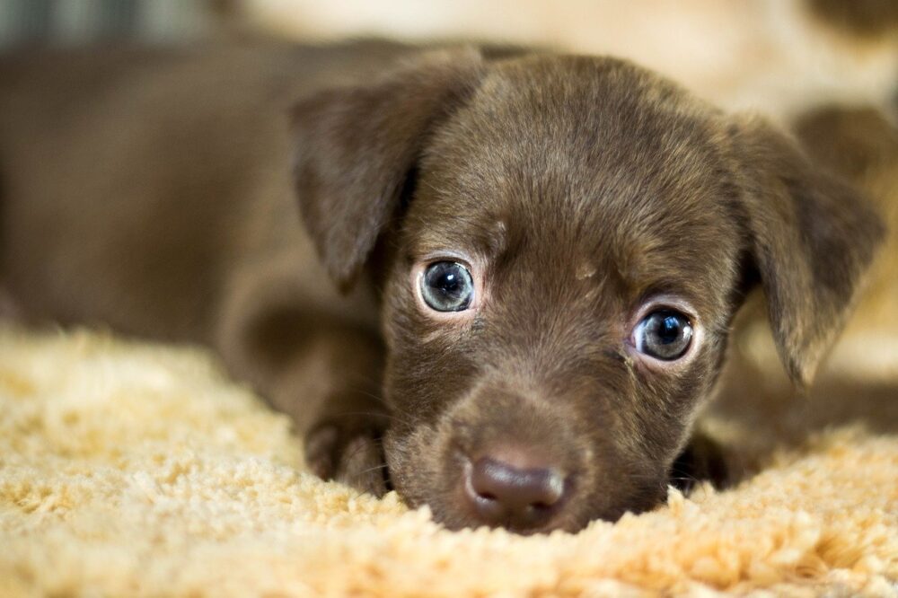 accueillir un chien adopté
