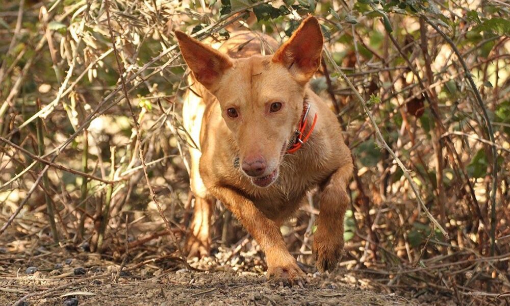 podenco