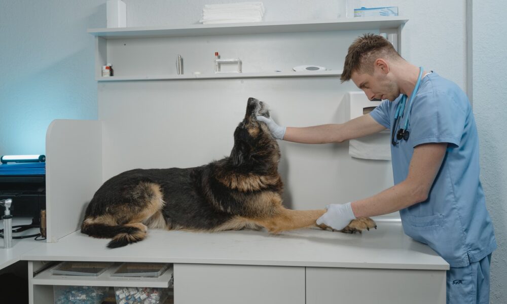 Las prendas veterinarias son más cómodas para las mascotas