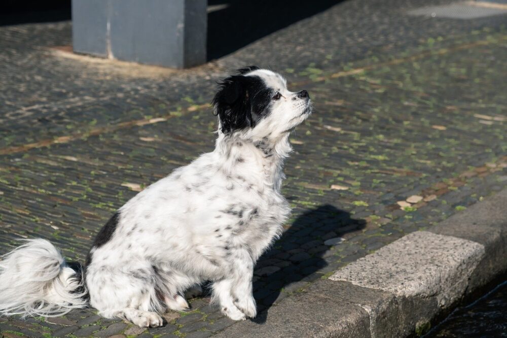 Adopter un chien à Cuenca