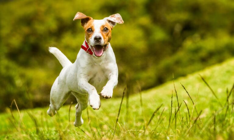 le chien le plus agité