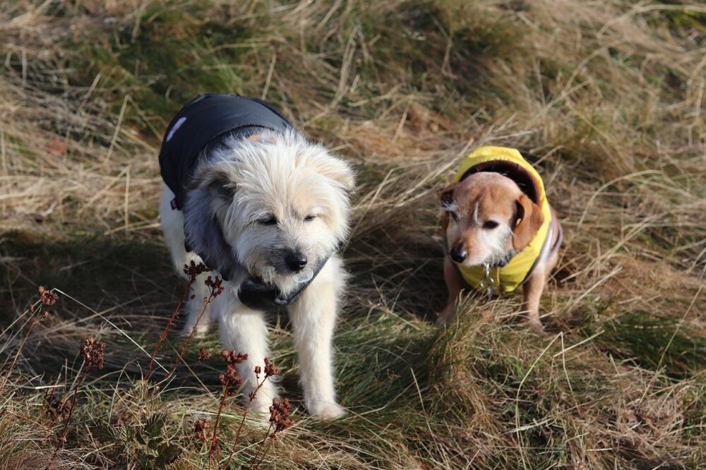 accueillir un chien adopté