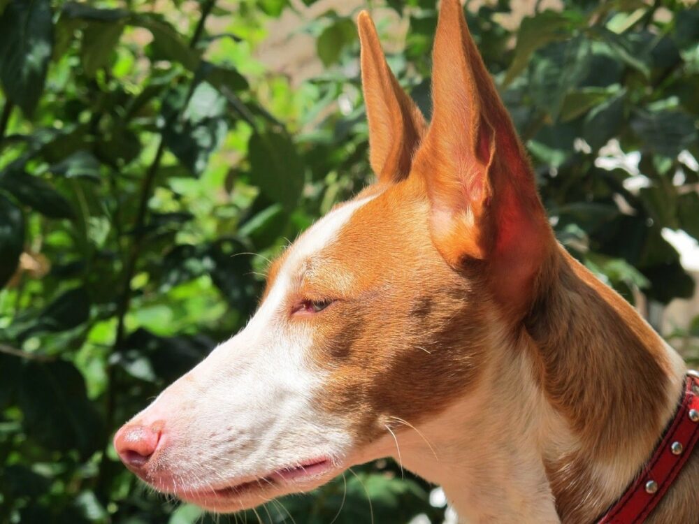 soins aux chiens podenco