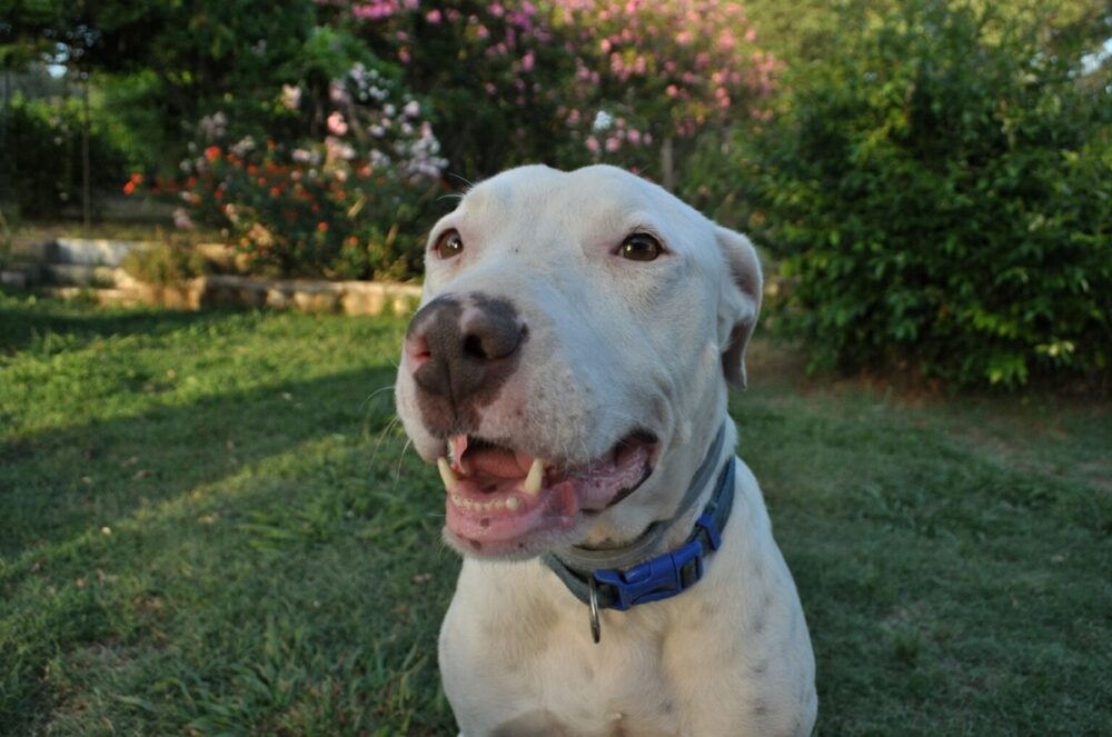 SOS Badajoz es uno de los sitios donde puedes adoptar un perro en Extremadura