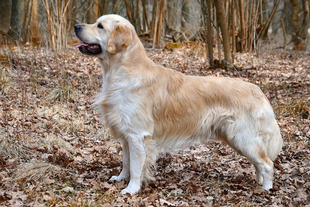 chien influenceur