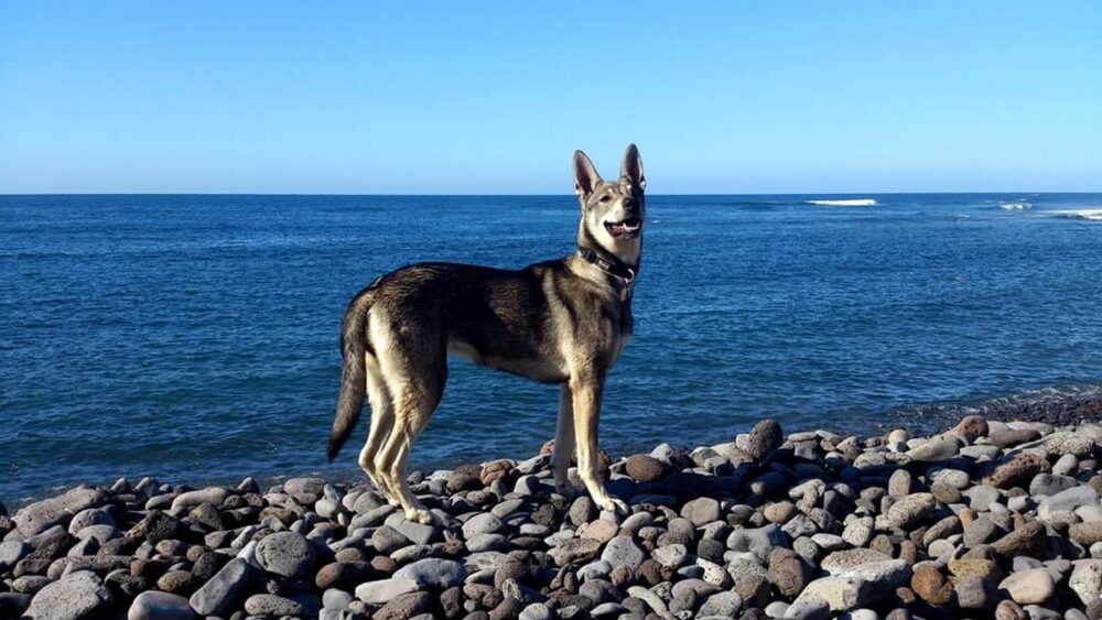 Lobito