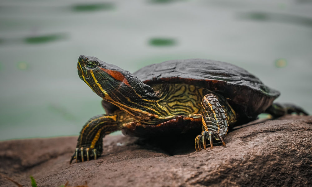 Motivo por el que tener tortugas en casa es malo para tu salud