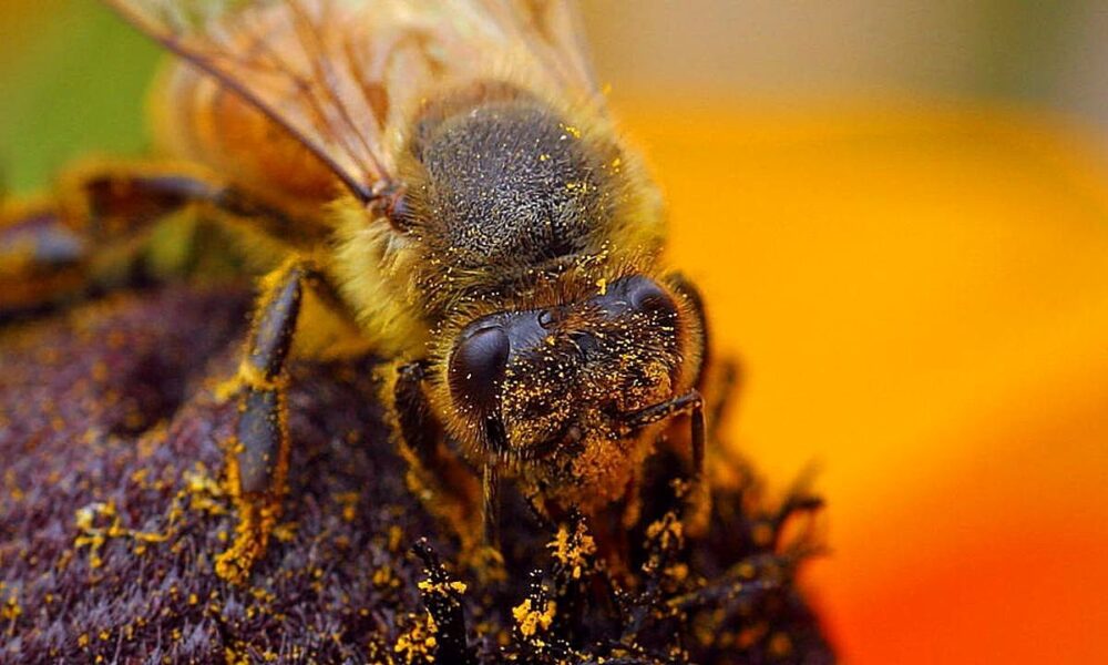 Están disminuyendo las abejas silvestres
