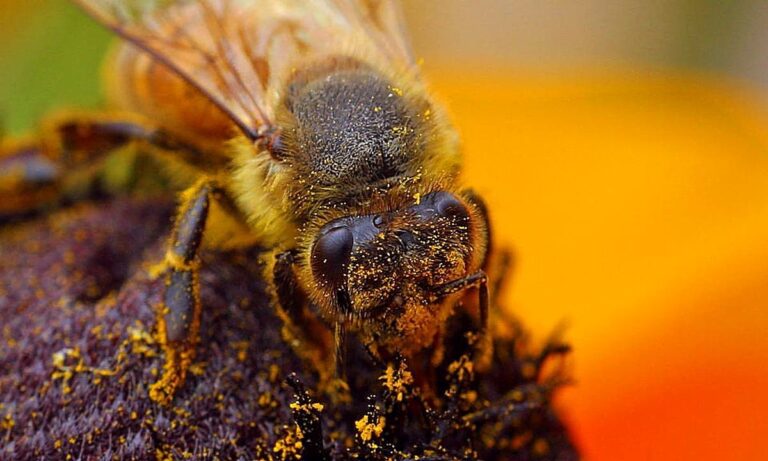 Les abeilles sauvages sont en déclin
