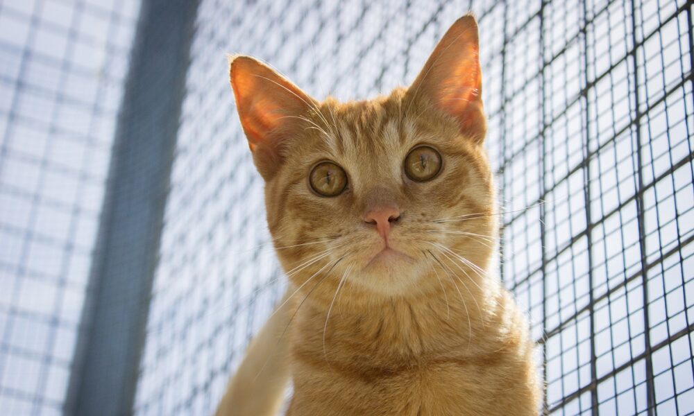 adoptar un gato en Zaragoza