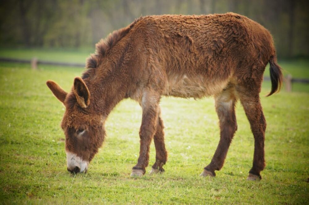 apadrinar un burro