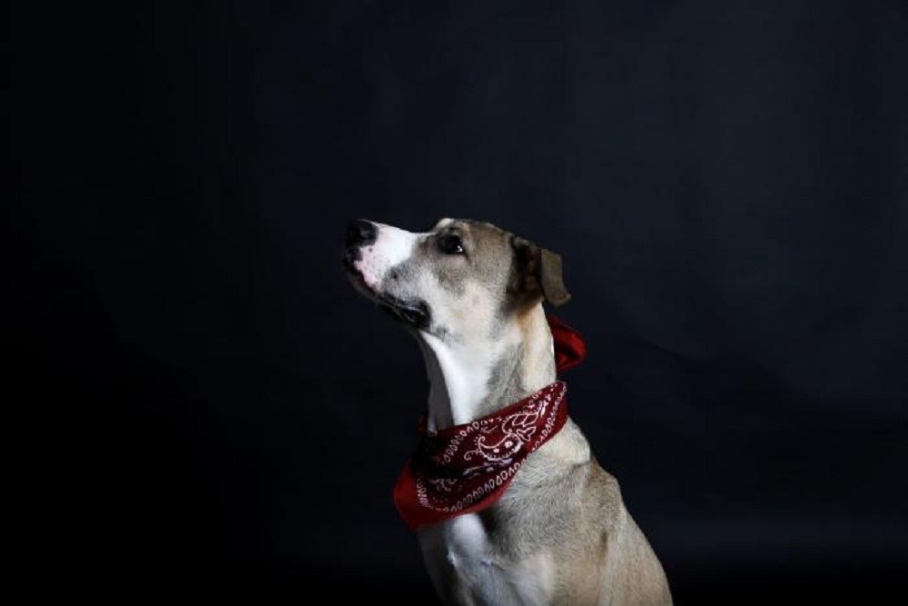 L'Arche de Noé est l'un des refuges où vous pouvez adopter un chien à Séville.